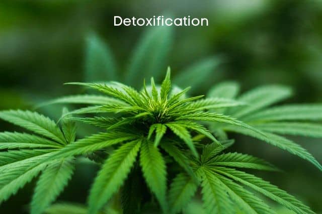 marijuana-plant
