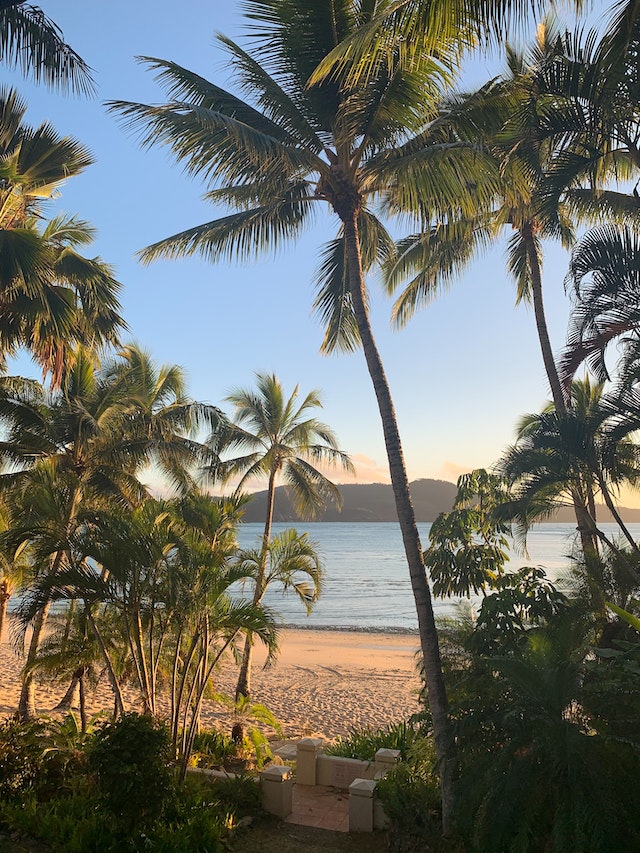 palms-and-the-beach.jpg