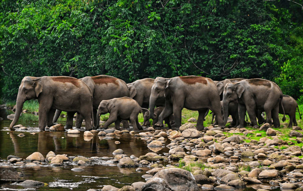 Wild Elephant Excursions Kui Buri National Park